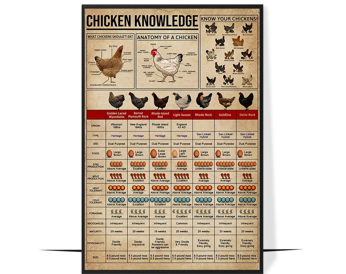 Chicken Knowledge Vintage Breed Chart Anatomy Farmhouse Gift Poster