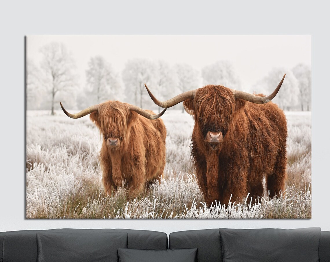 Two Highland Cows With Long Horns in Snowy Field Winter Poster