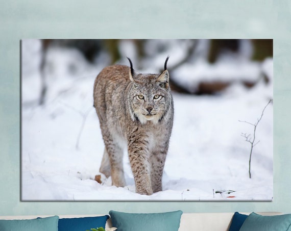 Lynx Walking Through Snow Intense Wild Cat Winter Photo Poster