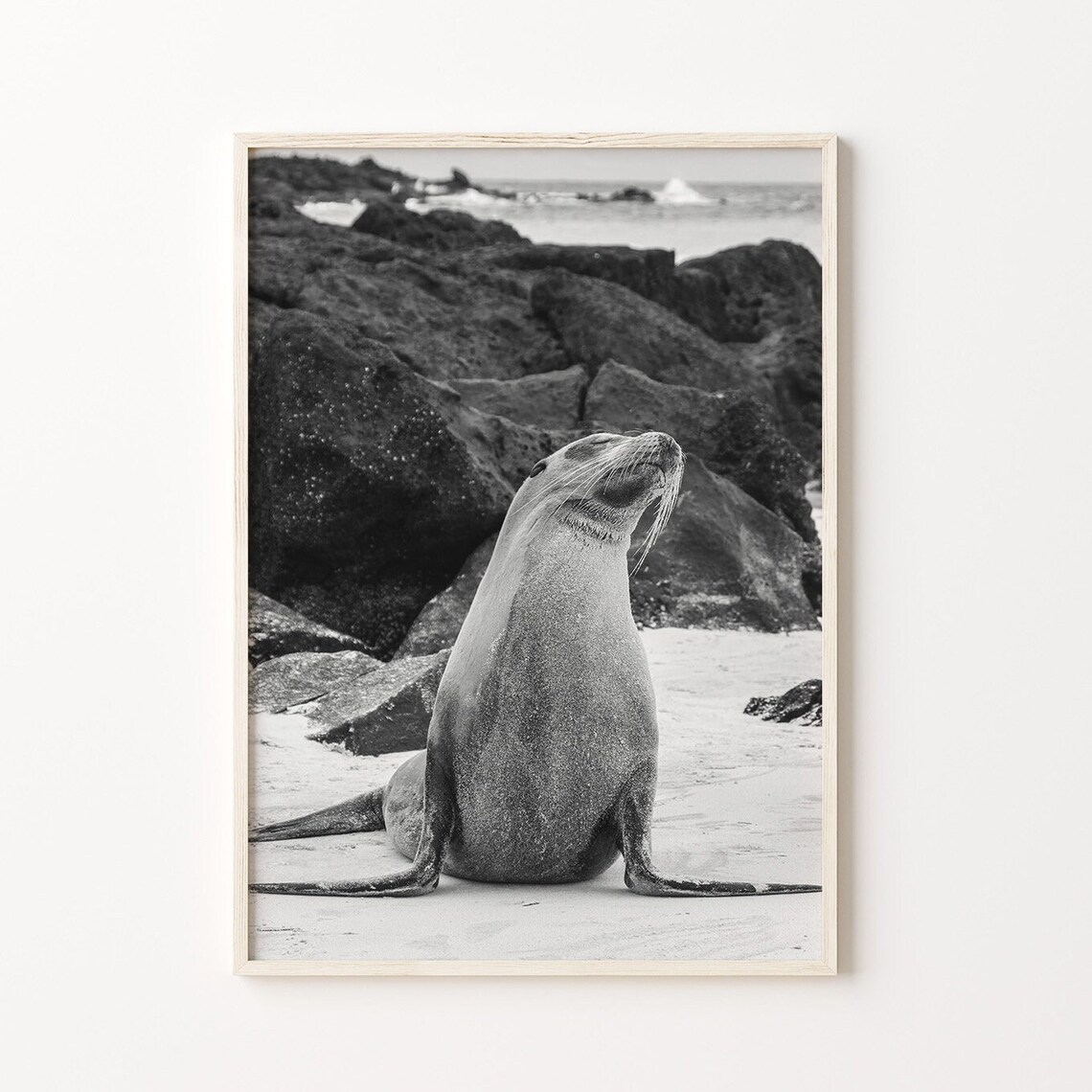 Sea Lion Sitting Upright on a Rocky Beach Shore Black White Animal Photo Poster - Image 4
