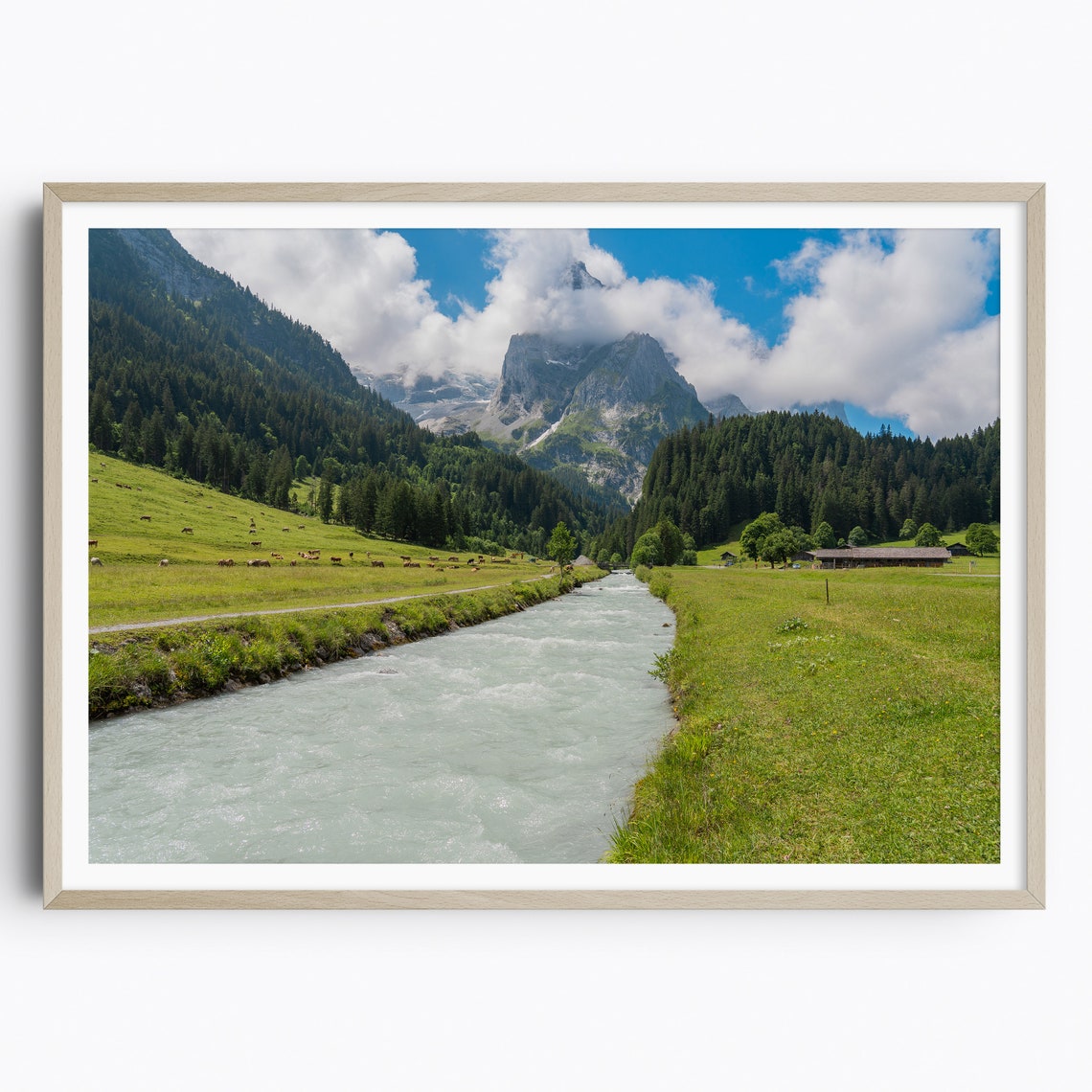 Glacial River Flowing Through Green Meadows with Grazing Cows Poster