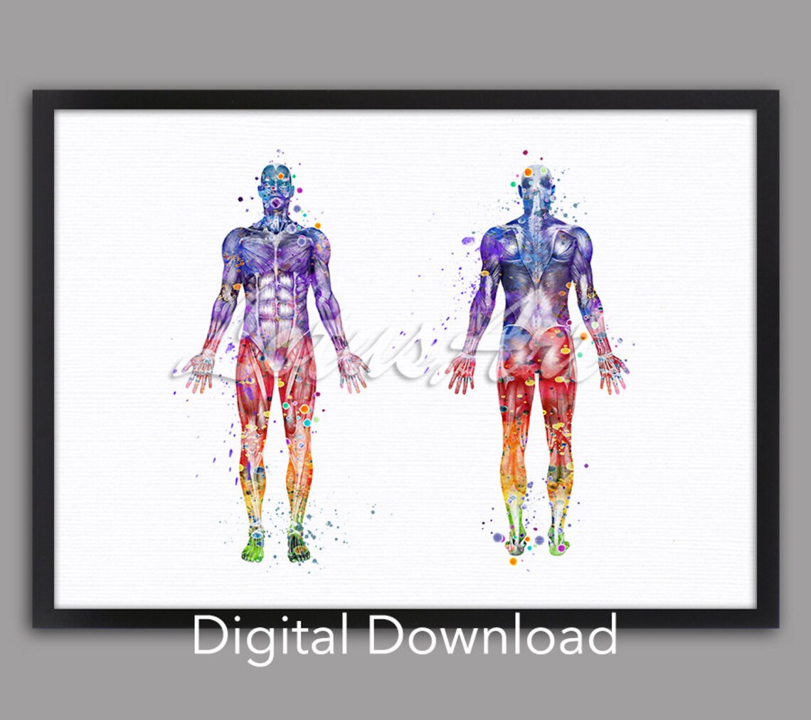 Body Muscles Anatomy Watercolor Print, Clinic Decor