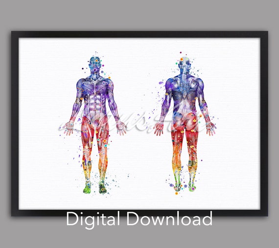 Body Muscles Anatomy Watercolor Print, Clinic Decor