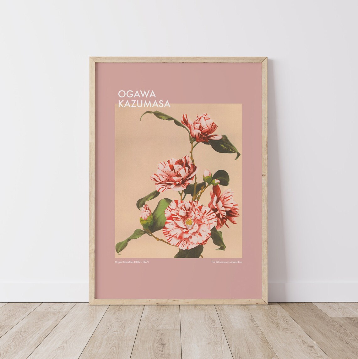 Ogawa Kazumasa Striped Camellias Pink Vintage Botanical Photo Print