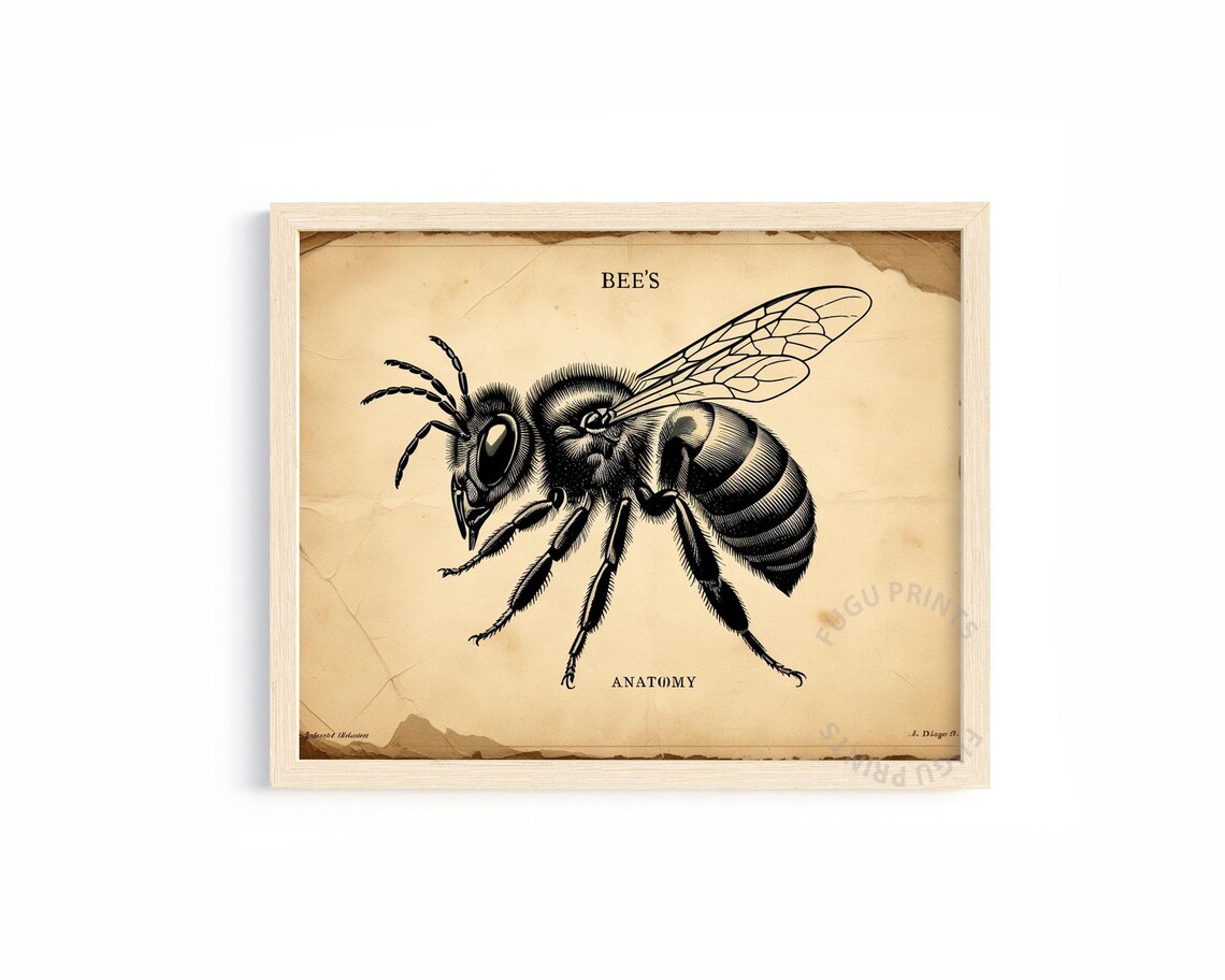 Bee Anatomy Vintage Insect Illustration Art Print