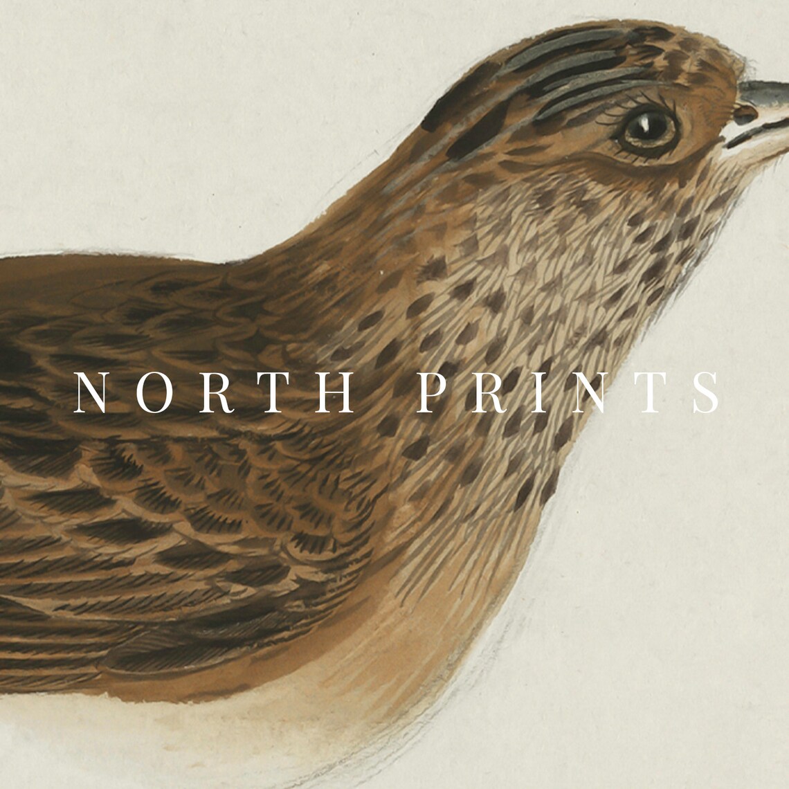 Antique Bird Print, Rustic Farmhouse Decor - Image 3