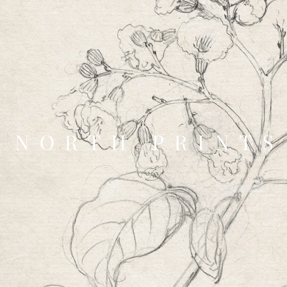 Neutral Antique Floral Pencil Sketch Flowering Branch Wall Art - Image 2