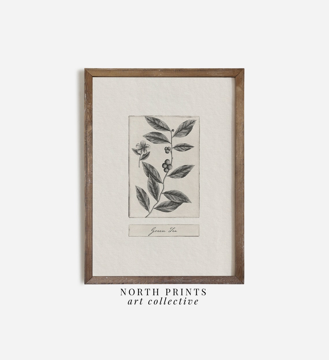 Vintage Green Tea Leaf Botanical Sketch Plant Kitchen Poster