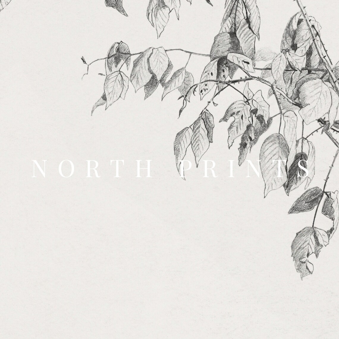 Botanical Sketch, Neutral Minimalist Vintage Drawing - Image 4