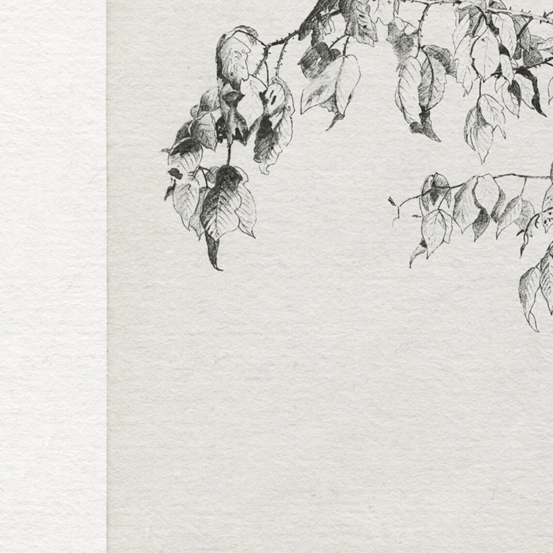 Vintage Branch Sketch Art Print, Nature Study - Image 2