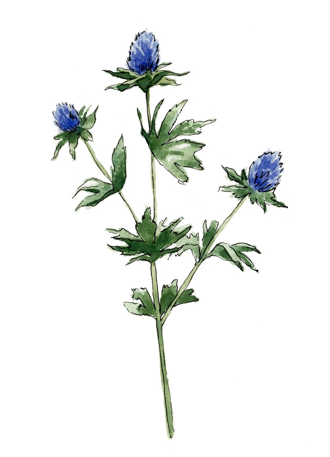 Blue Thistle Botanical Wall Art Print, Floral Decor - Image 2