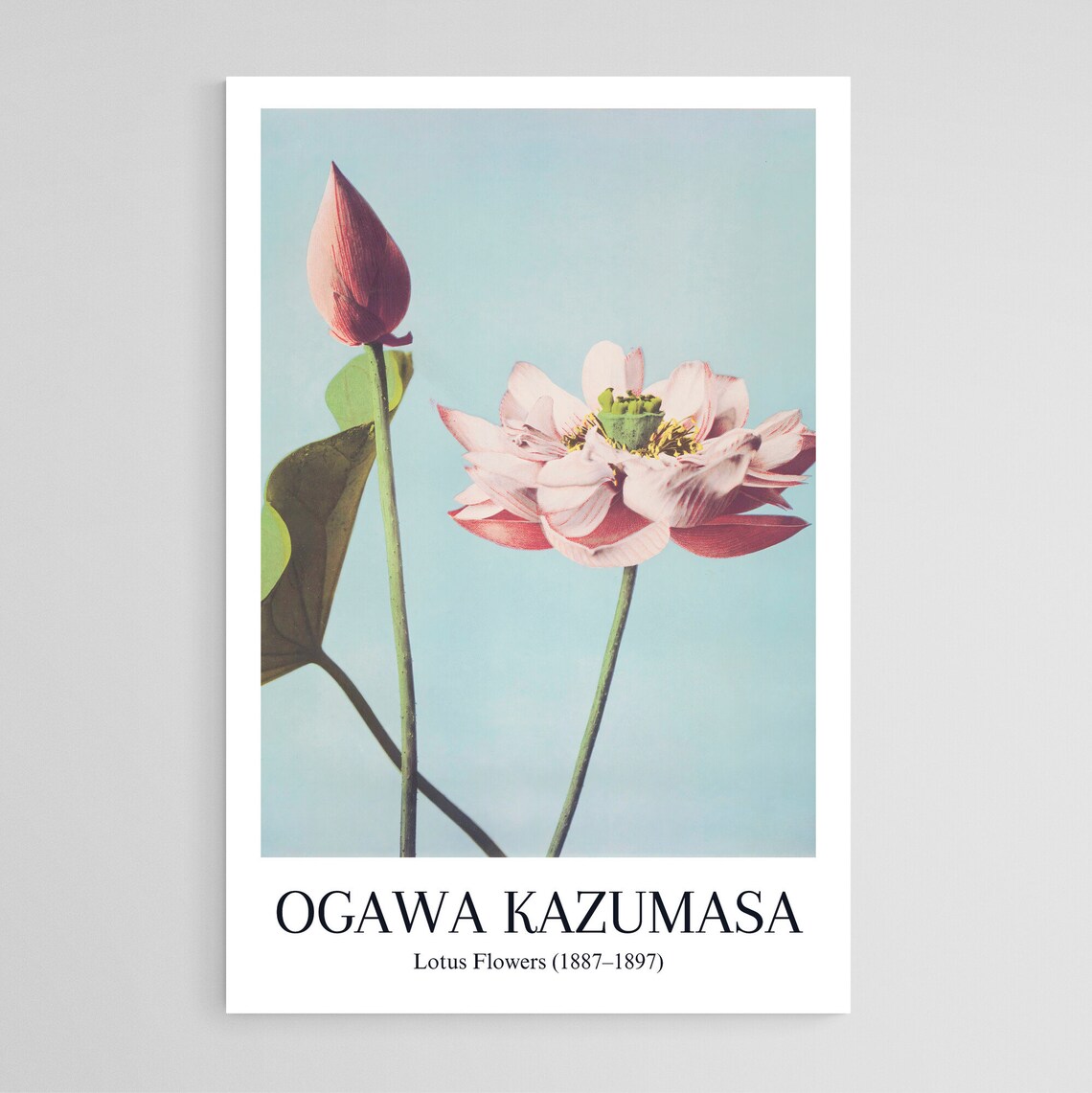 Ogawa Kazumasa Lotus Flowers Vintage Japanese Pale Photo Poster