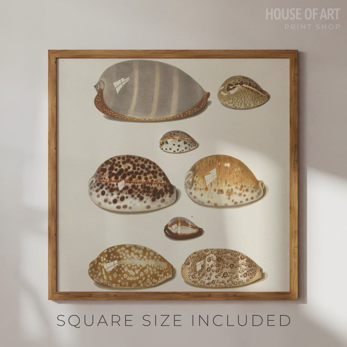 Sea Shells Watercolor Painting 11 Tropical Cowry Shells Artwork Coastal Drawing Gallery Wall Print Wall Art - Image 3