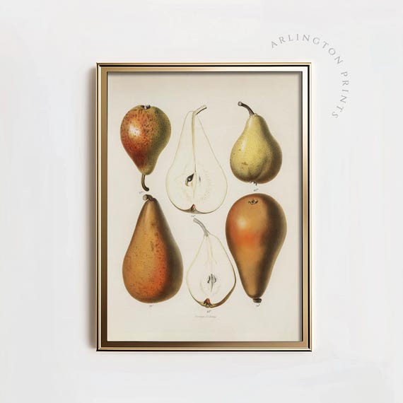 Vintage Brown Pears Kitchen Art Print, Botanical