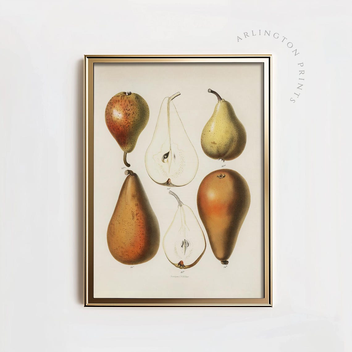 Vintage Brown Pears Kitchen Art Print, Botanical
