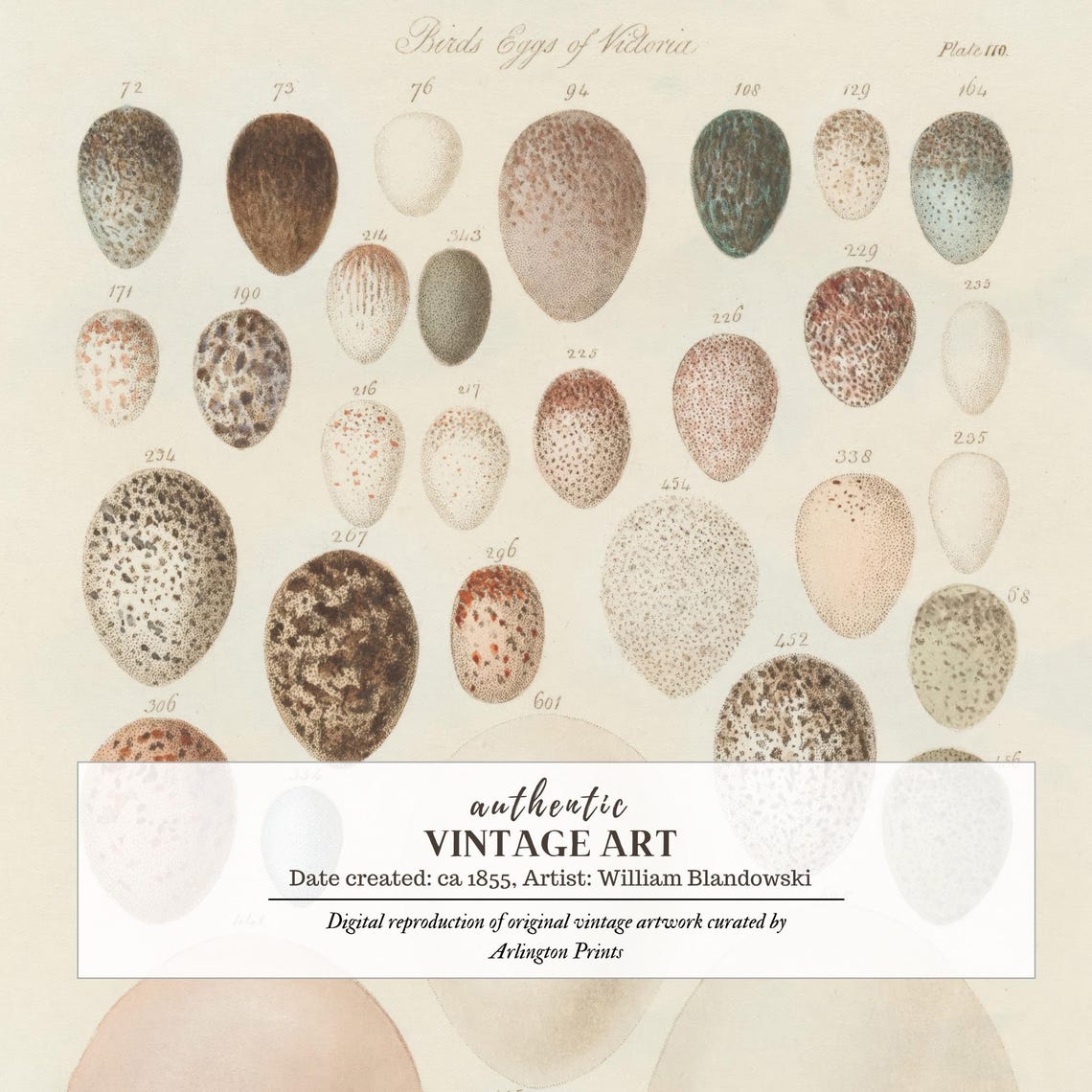 Antique Bird Eggs of Nature Scientific Chart Illustration Poster - Image 6