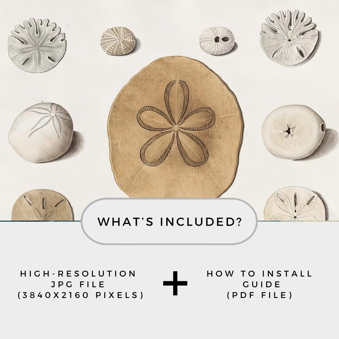 Sand Dollar Watercolor Study Coastal Seashell Specimen Art Poster - Image 2