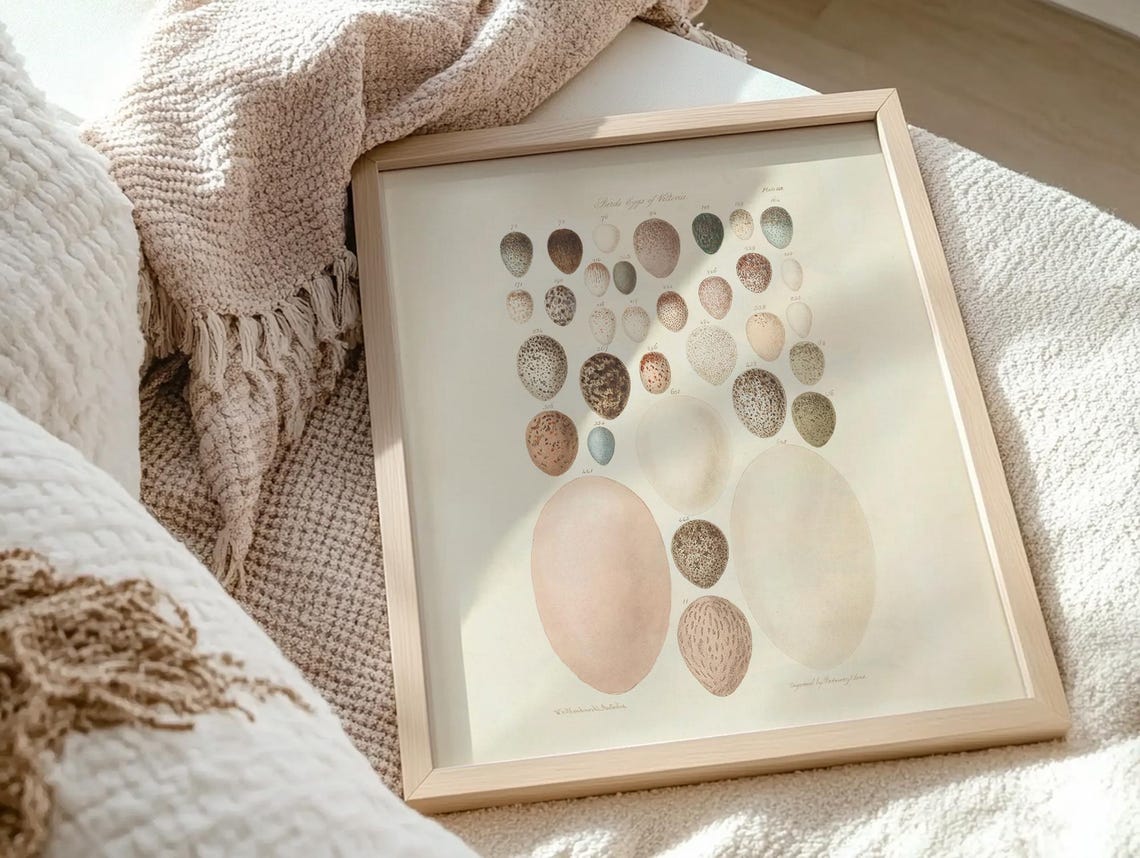 Antique Bird Eggs of Nature Scientific Chart Illustration Poster - Image 4