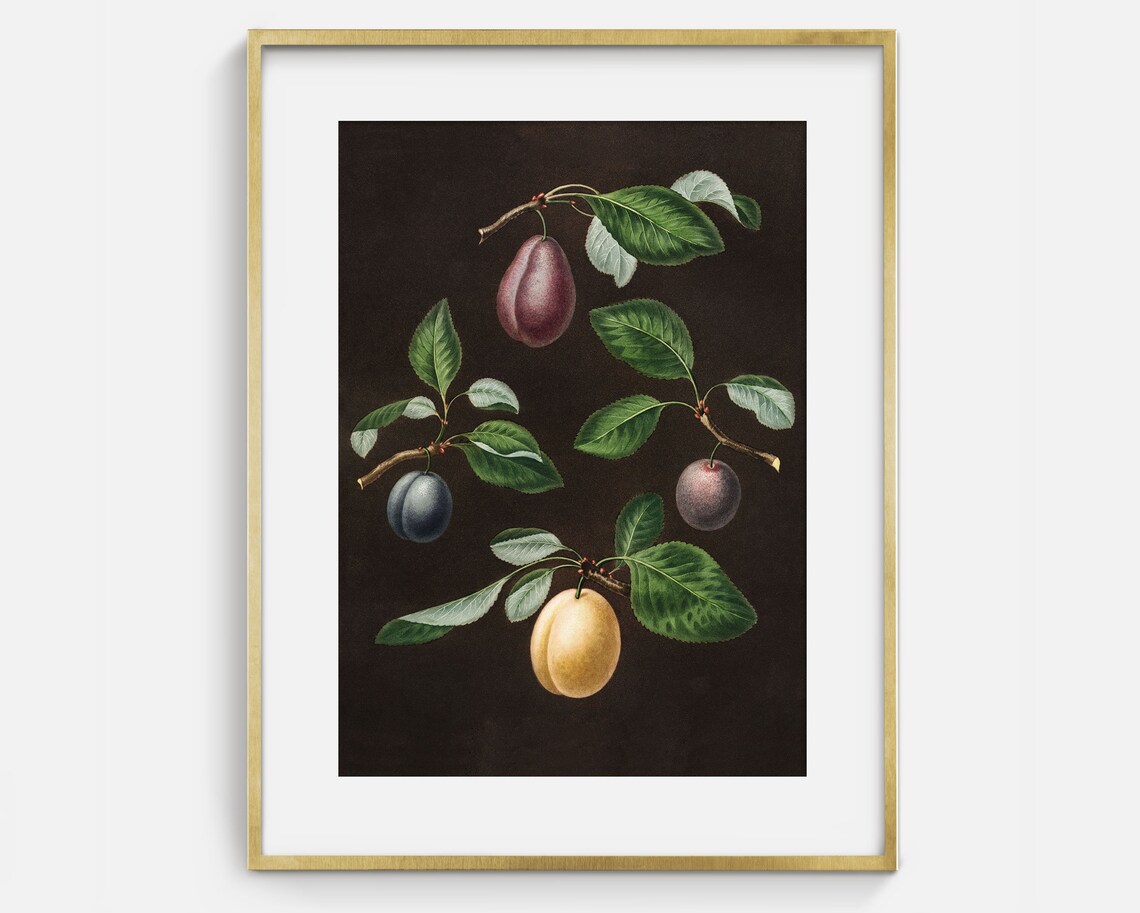 Vintage Plums Painting, Vintage Fruit Art - Image 2