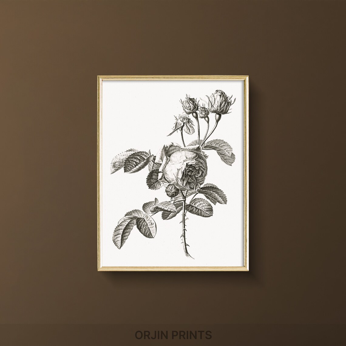 Detailed Rose Botanical Engraving Buds Black White Art Poster
