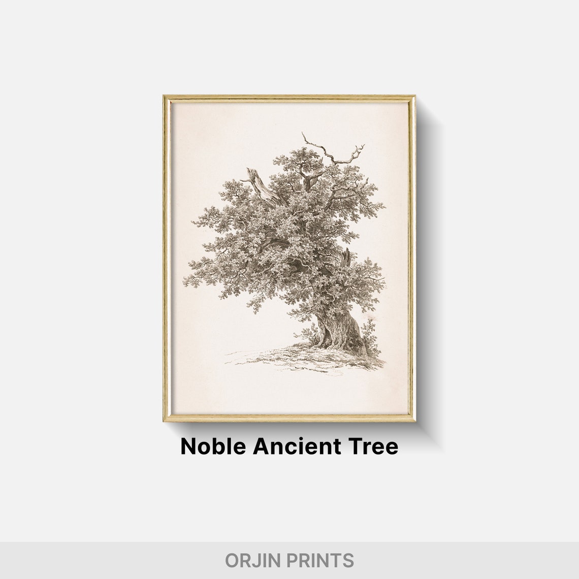 Ancient Tree Art Vintage Nature Print Wall Decor Wall Art Print Orjin Prints 456 - Image 2