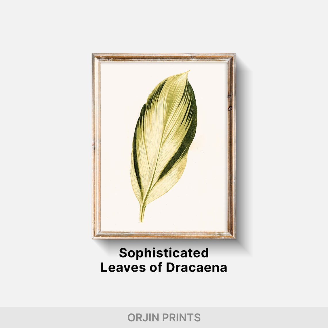 Elegant Variegated Leaf Vintage Botanical Illustration Art Poster - Image 2