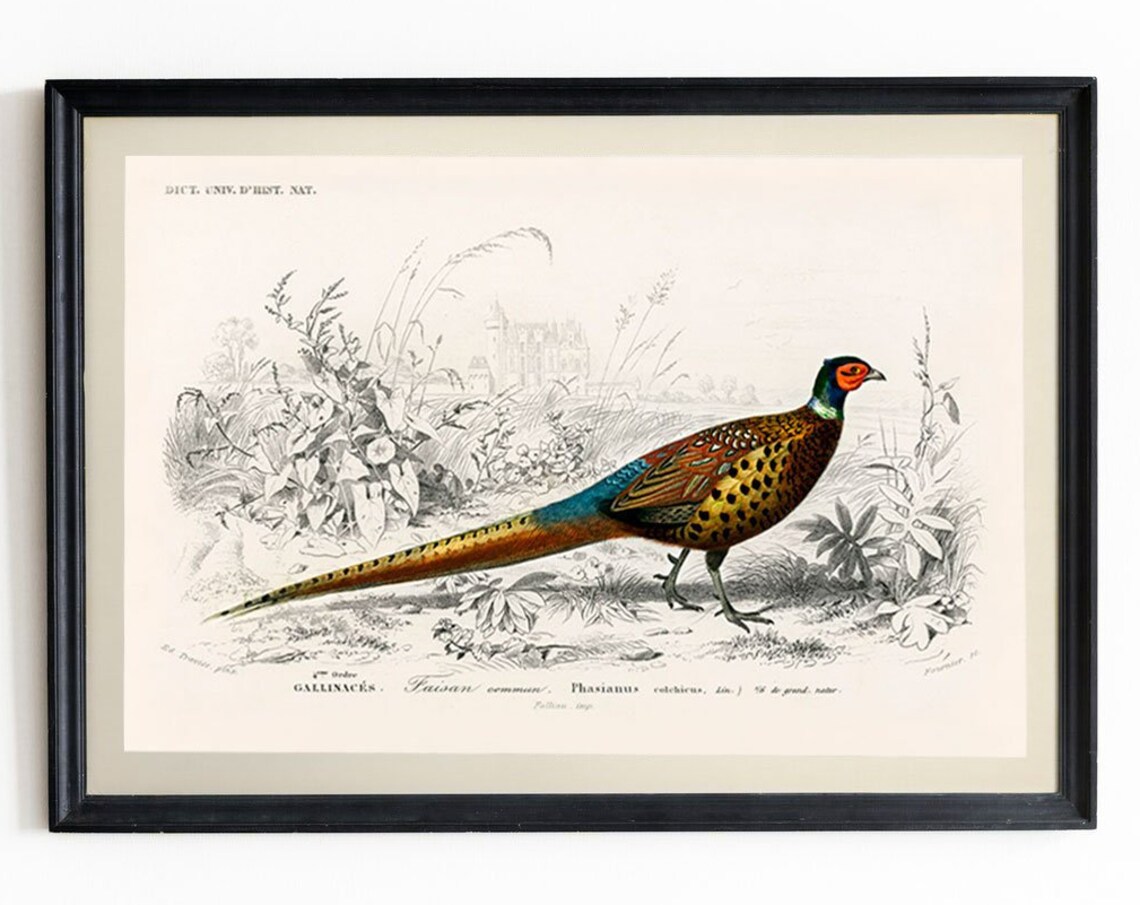 Pheasant Vintage Botanical Illustration Art Print