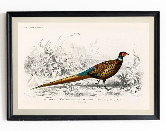 Pheasant Vintage Botanical Illustration Art Print