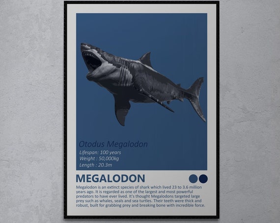 Megalodon Shark Fact Sheet Art Print, Nautical Theme