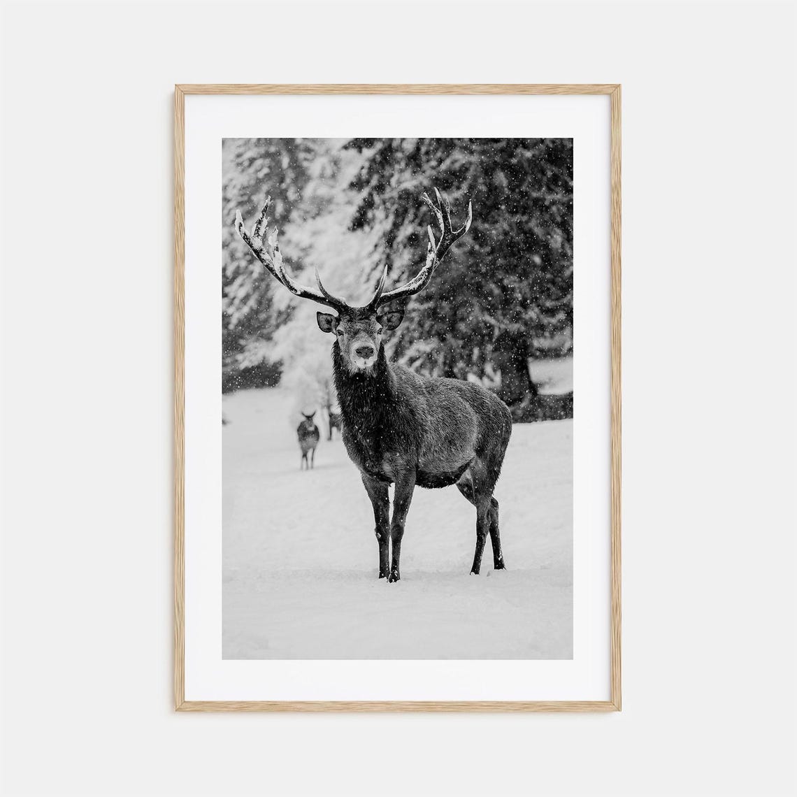 Red Deer Stag Standing In Falling Snow Black And White Photo Poster