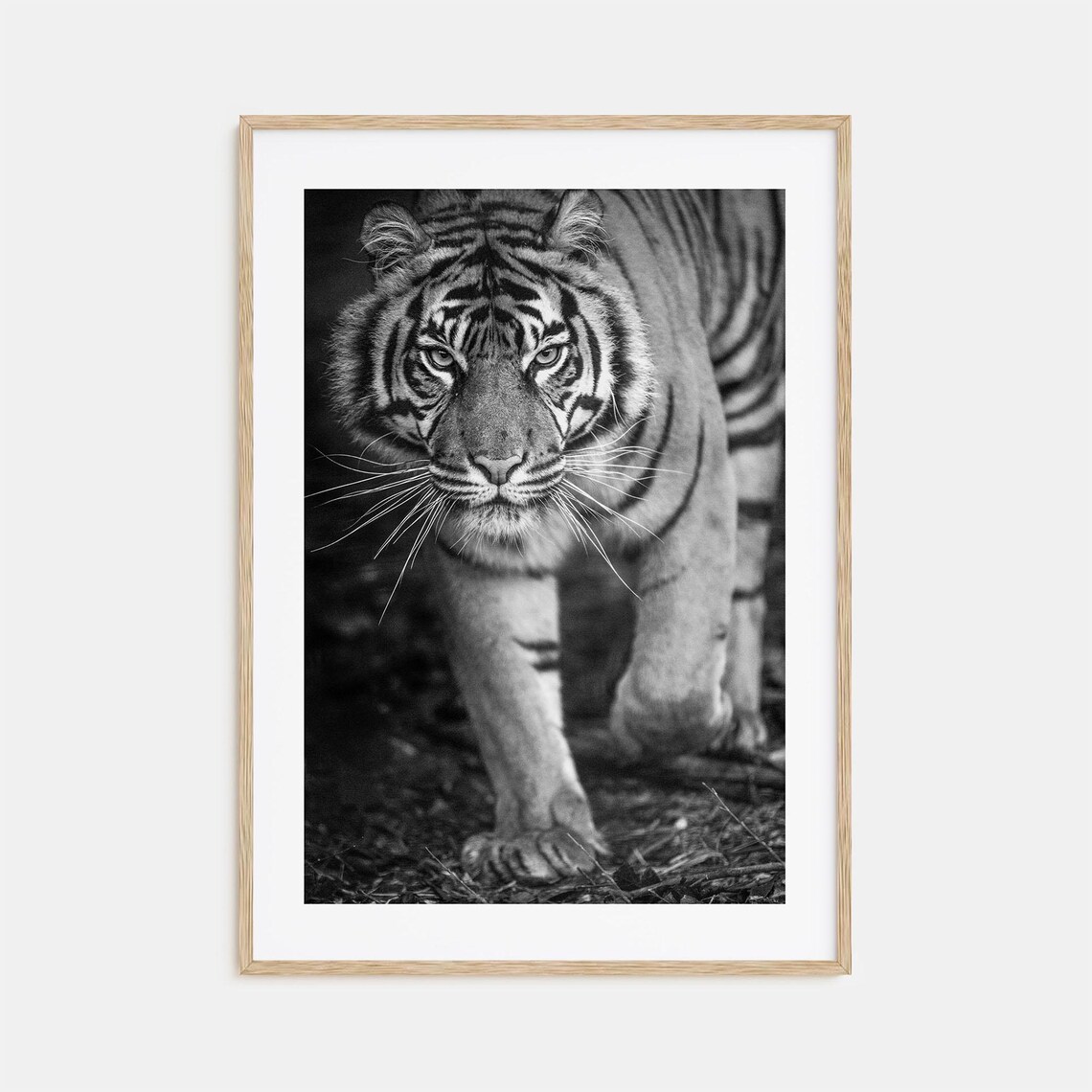 Tiger Walking Toward Camera Intense Stare Wildlife Photo Poster