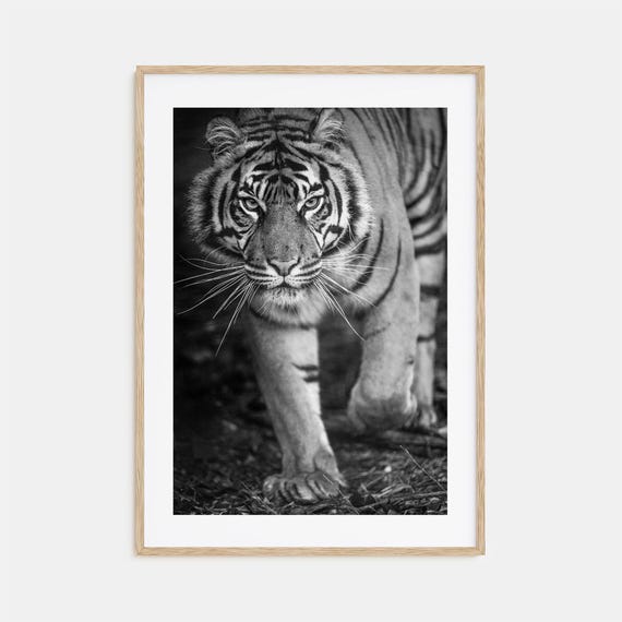 Tiger Photo Poster Print No 2 Tiger Black And White Wall Art Tiger Wall Photography Tiger Travel Tiger Map Poster