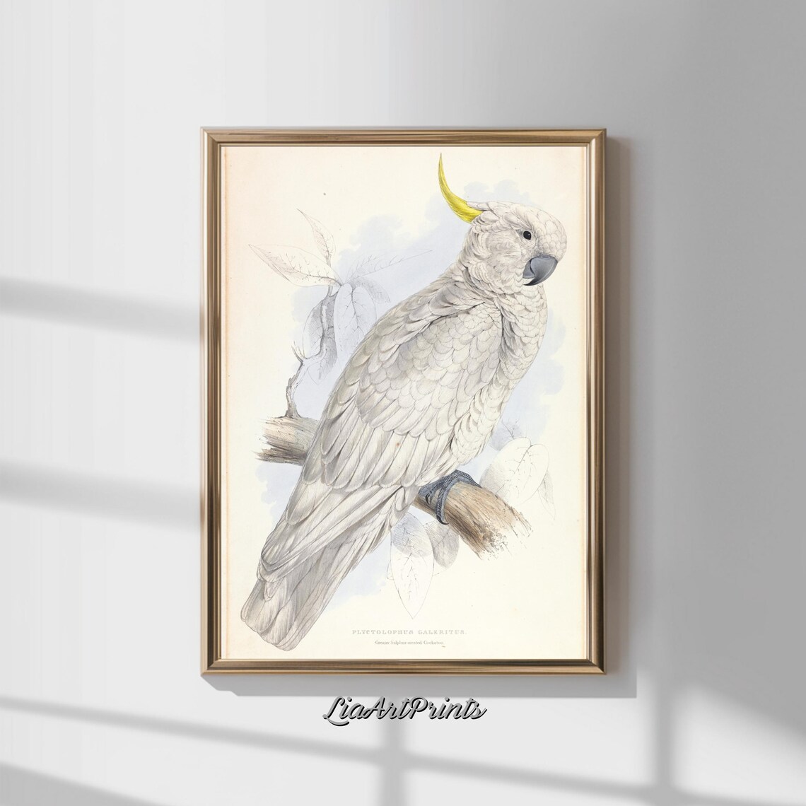 Sulphur Crested Cockatoo Vintage Natural History Illustration Poster