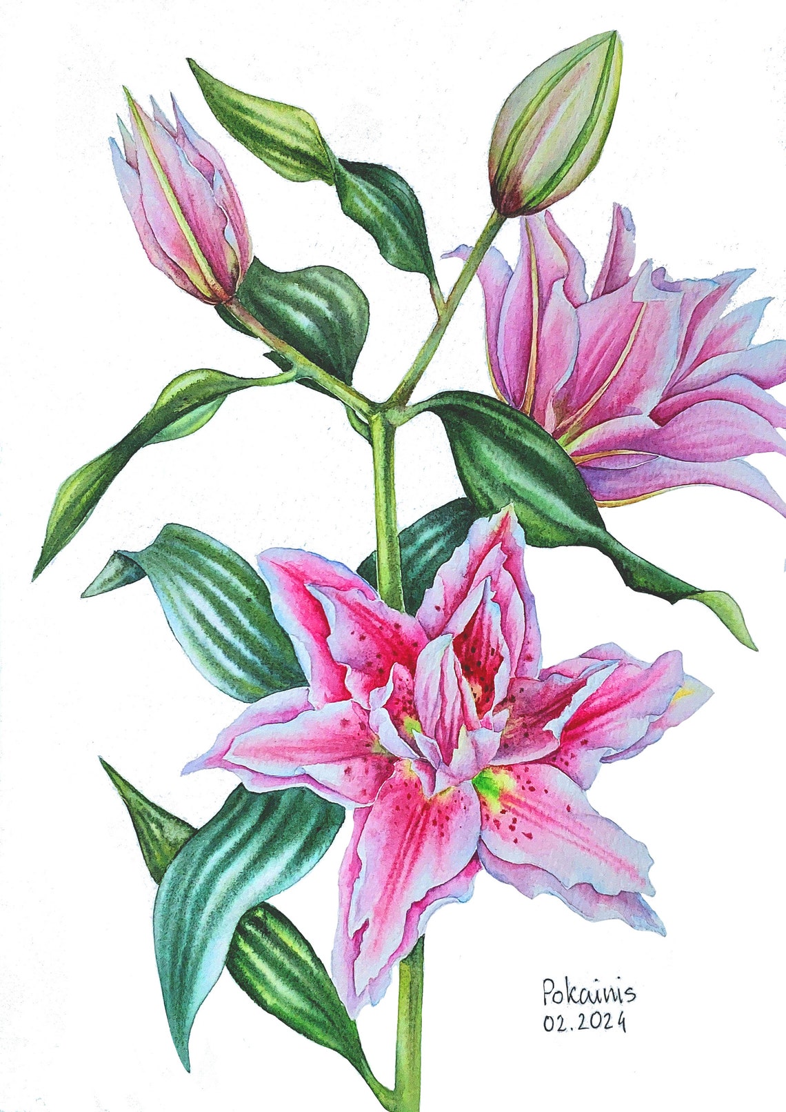 Pink Lily Watercolor Poster With Spotted Double Bloom And Buds