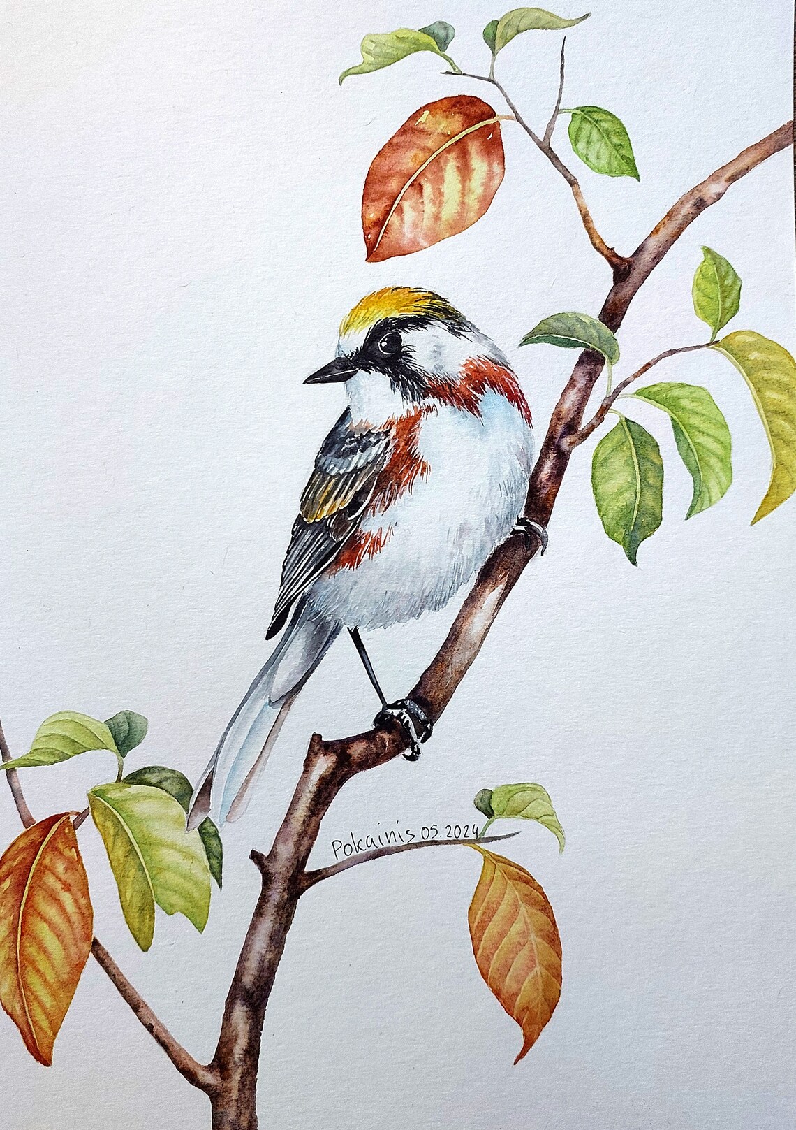Yellow Crowned Songbird Watercolor Poster Perched On Autumn Branch