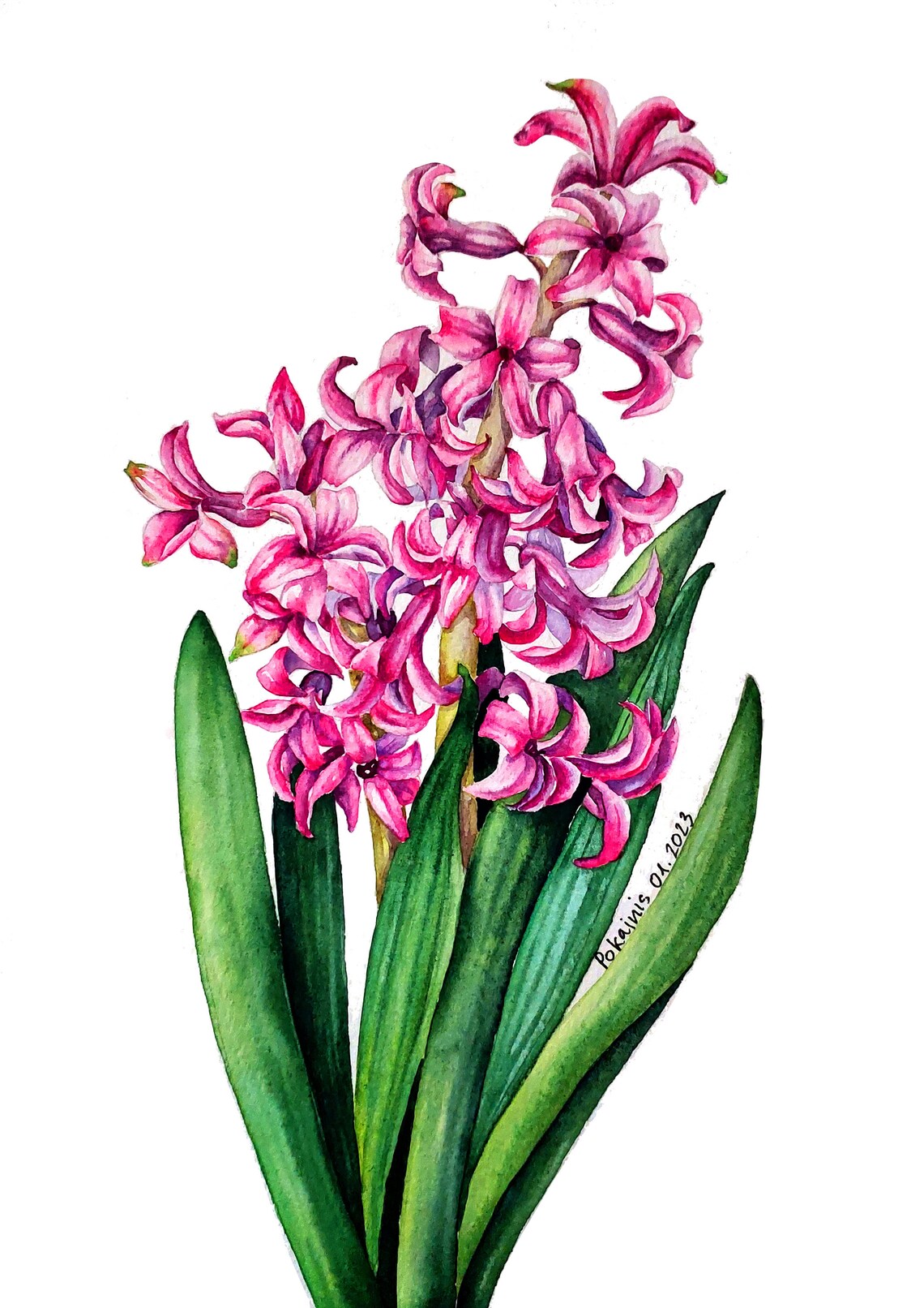 Pink Hyacinth Flower Stalk Botanical Watercolor Floral Art Poster