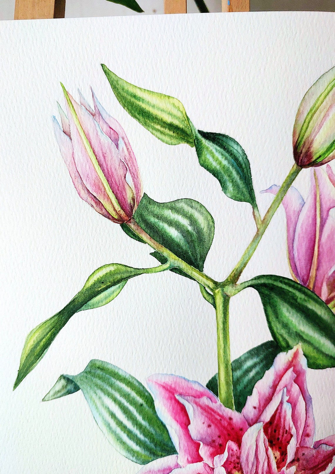 Pink Lily Watercolor Poster With Spotted Double Bloom And Buds - Image 5