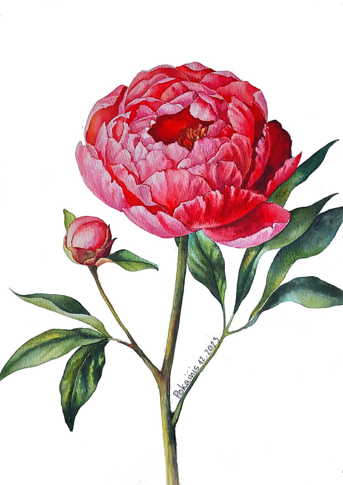 Coral Peony with Bud Watercolor Romantic Flower Botanical Poster