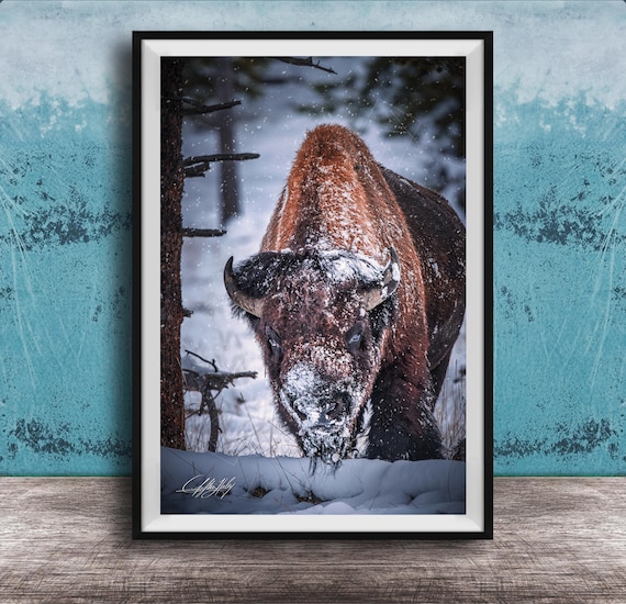 Bison Canvas Print Winter Wildlife Scene Hand Signed Artwork