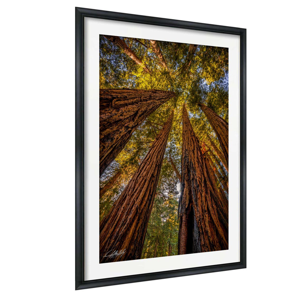 Towering Redwood Trees Upward View Muir Woods Forest Canopy Poster