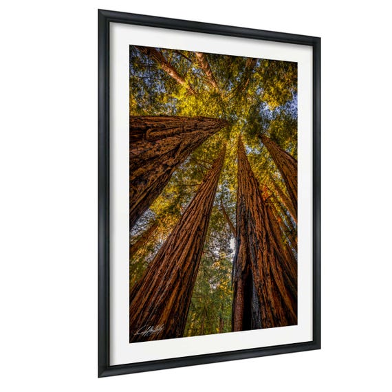 Muir Woods Redwood Wall Art Nature Landscape Print