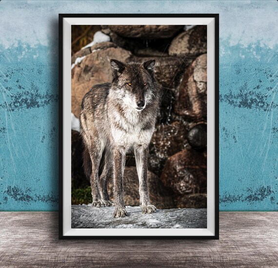 Gray Wolf Wall Art Wildlife Photography On Canvas
