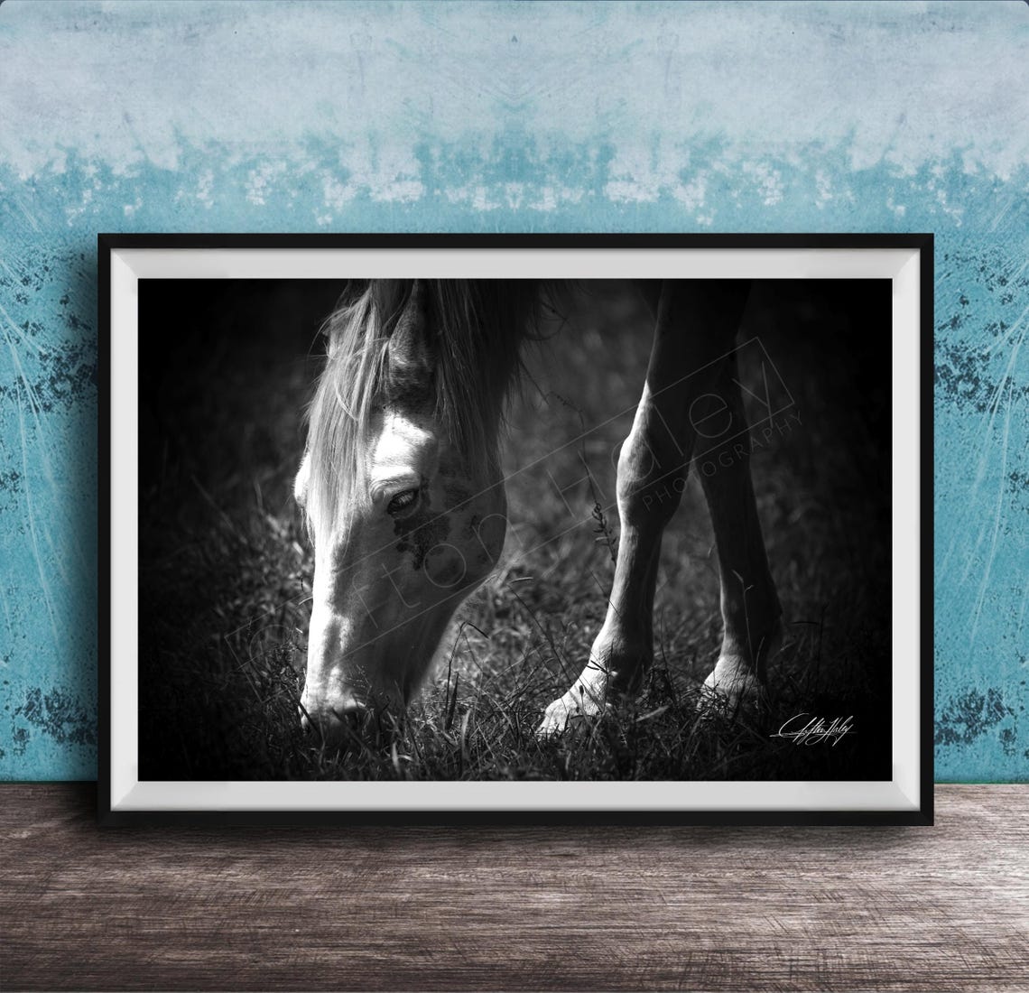 White Horse Grazing Black and White Equine Photography Poster