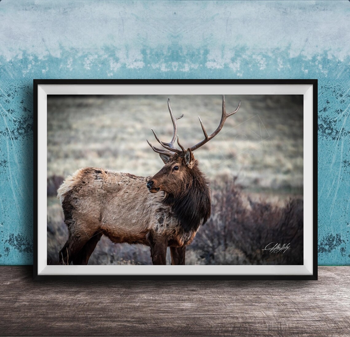 Majestic Bull Elk Close-Up Portrait Wildlife Photography Art Print