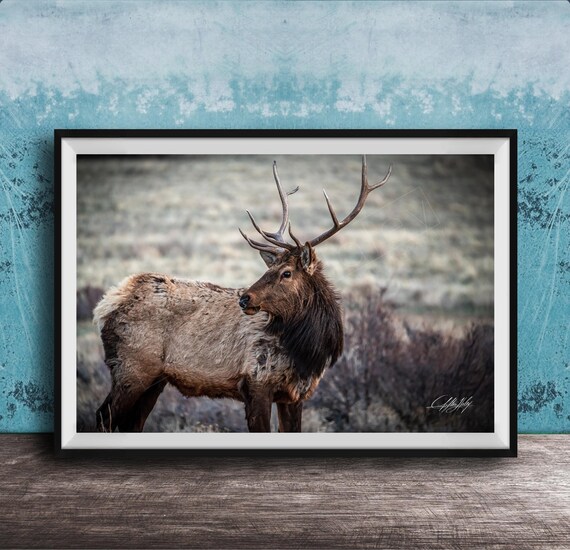 Elk Wall Art Rocky Mountain Wildlife Rustic Fiery Sky Scene