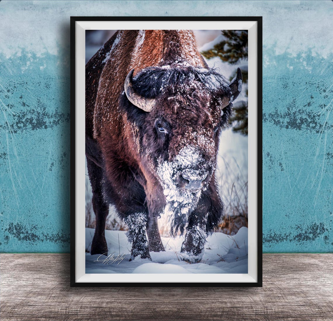 Snowy Bison Winter Wildlife Portrait Covered In Falling Snow Poster