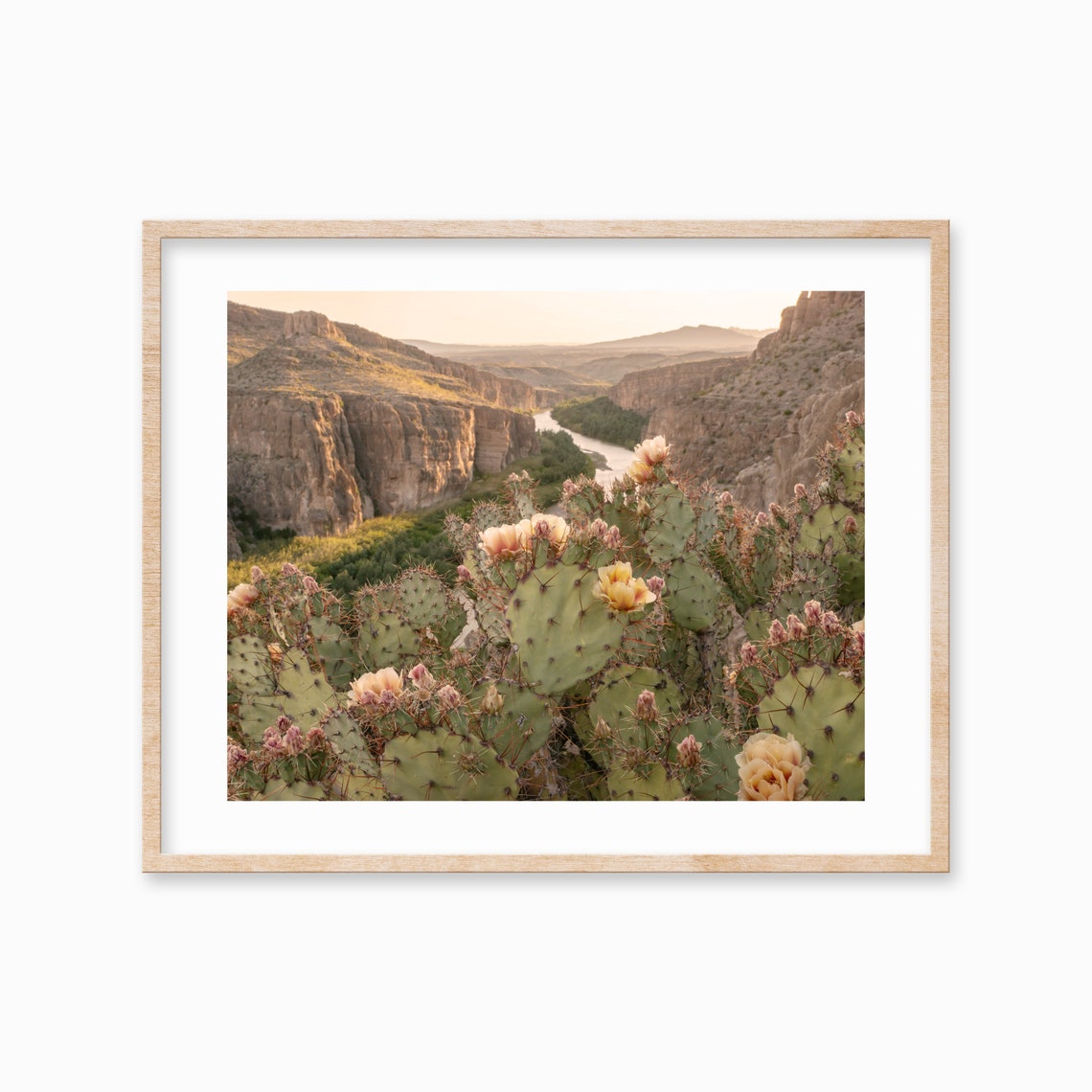 Blooming Prickly Pear Cactus Desert Canyon Golden Hour Photo Poster