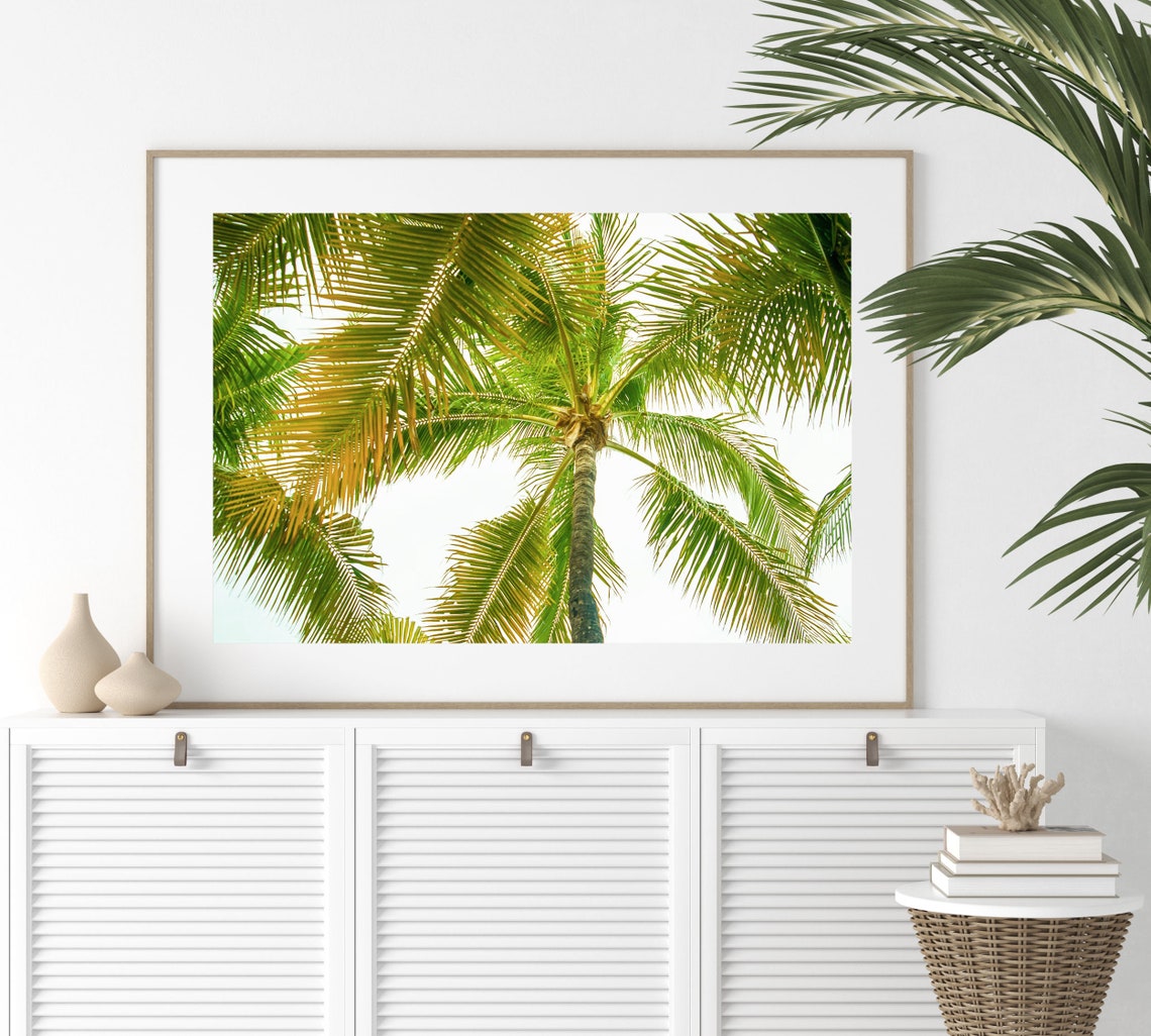 Sunlit Palm Tree Canopy From Below Tropical Fronds Photo Poster