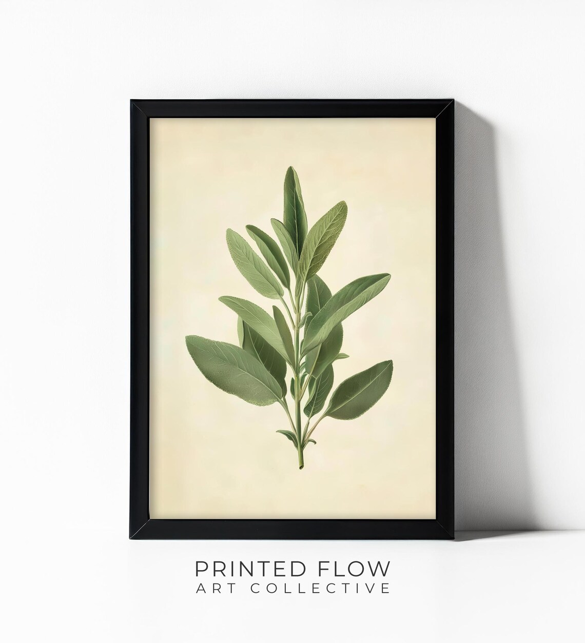 Sage Herb Illustration, Minimalist Botanical Decor