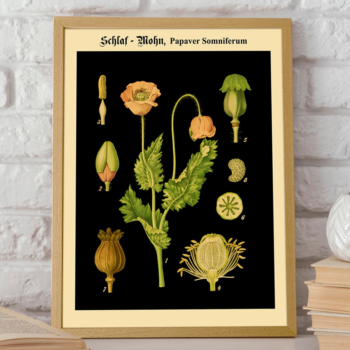 Opium Poppy Botanical Chart, Papaver Somniferum Poster - Image 2